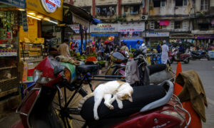 Mumbai Cat