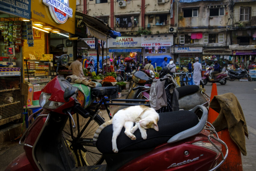 Mumbai Cat