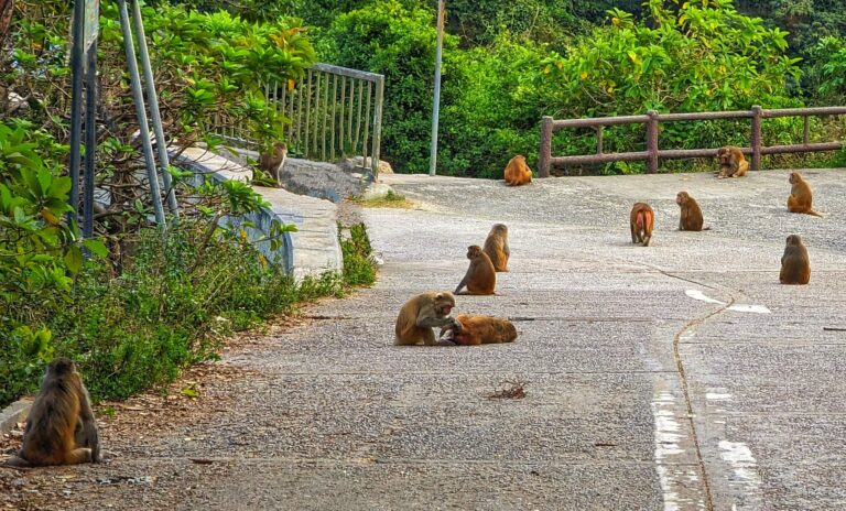 Planet of the Monkeys (in Hong Kong) – Human Stories by Dr. Joel M. Hoffman